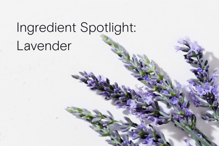 Lavender Oil Blog Header Lavender Oil