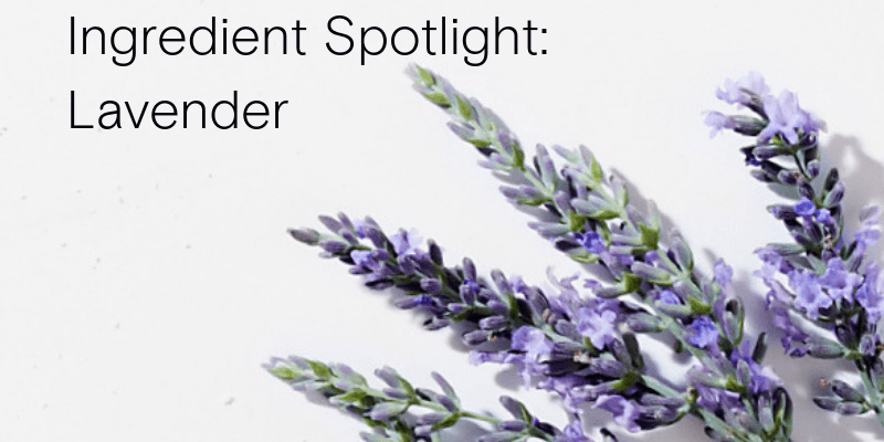 Lavender Oil Blog Header Lavender Oil