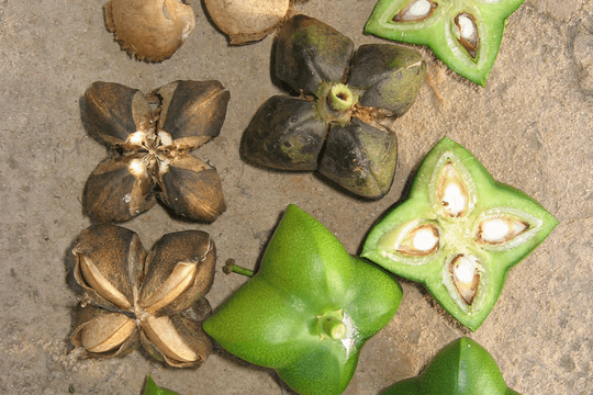 Sacha-Inchi-By-Michael-Hermann-Own-work-CC-BY-SA-3