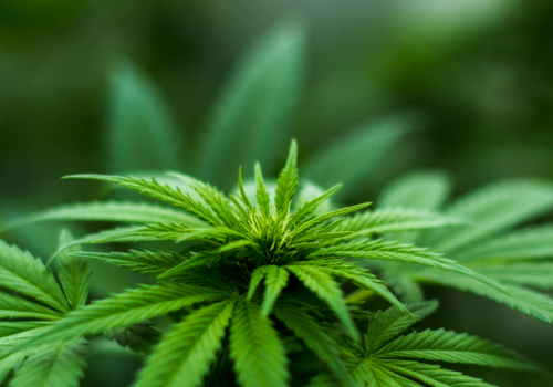 What’s the Hype About Hemp? What’s the Hype About Hemp?