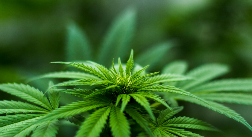 What’s the Hype About Hemp? What’s the Hype About Hemp?