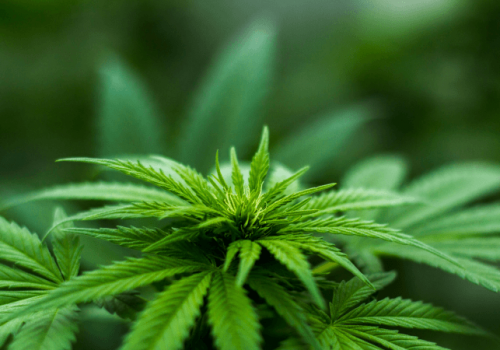 What’s the Hype About Hemp? What’s the Hype About Hemp?