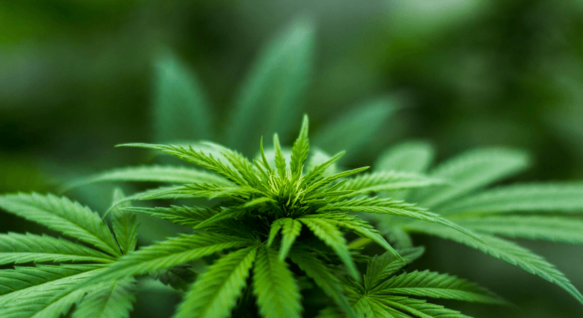 What’s the Hype About Hemp? What’s the Hype About Hemp?